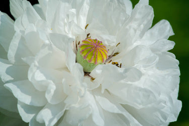 250 WHITE Cloud PEONY POPPY Papaver Peoniflorum Flower Seeds